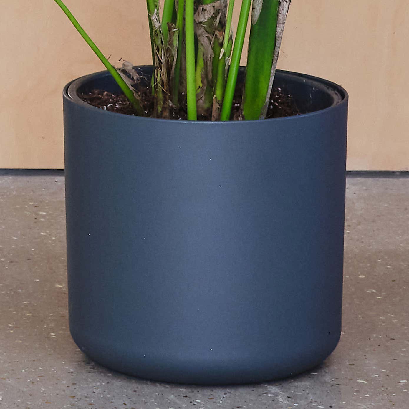 Tall Potted House Plant Bundle