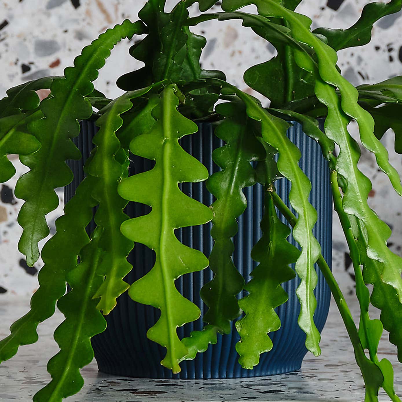 Fishbone Cactus House Plant in Elho Pot