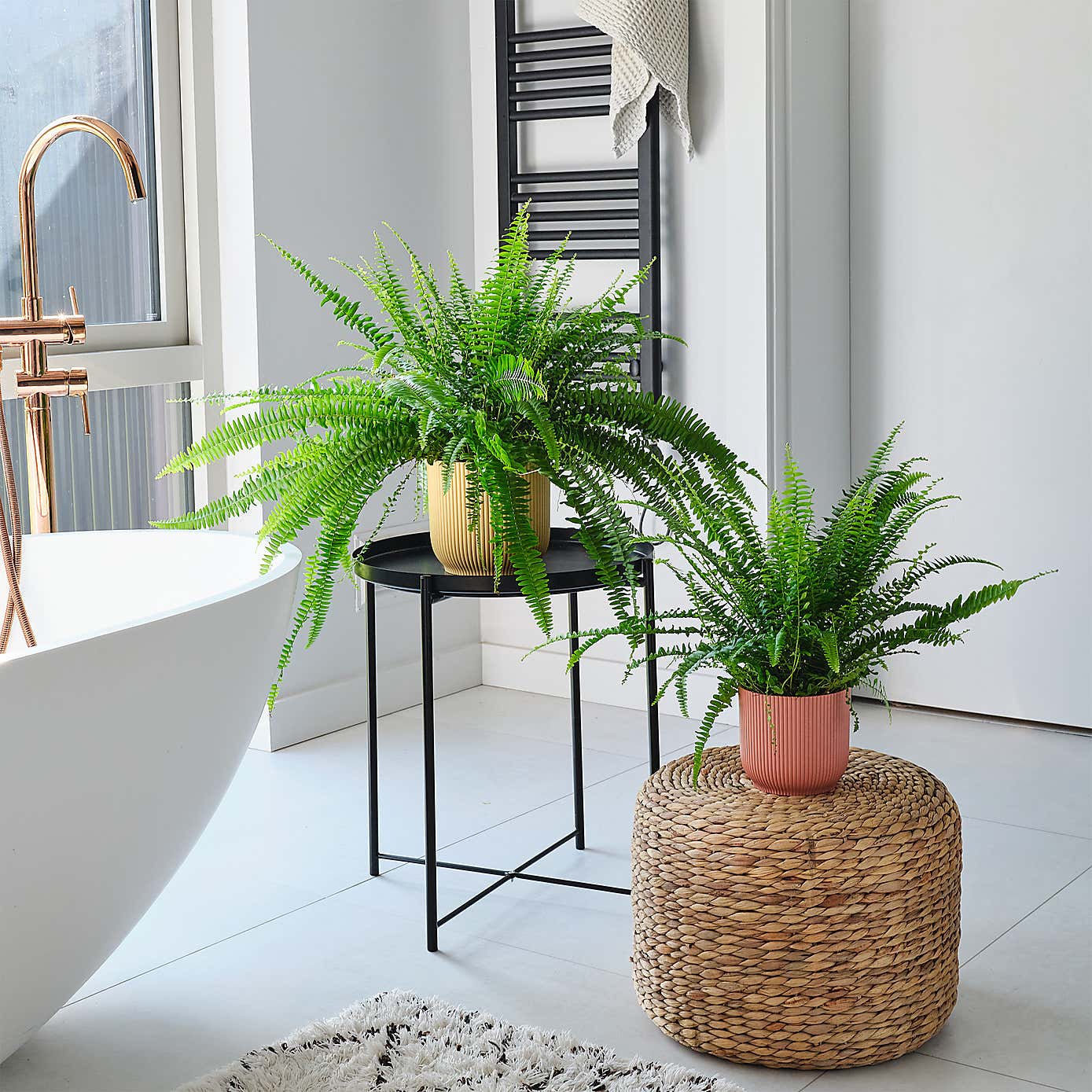 Boston Fern House Plant in Elho Pot