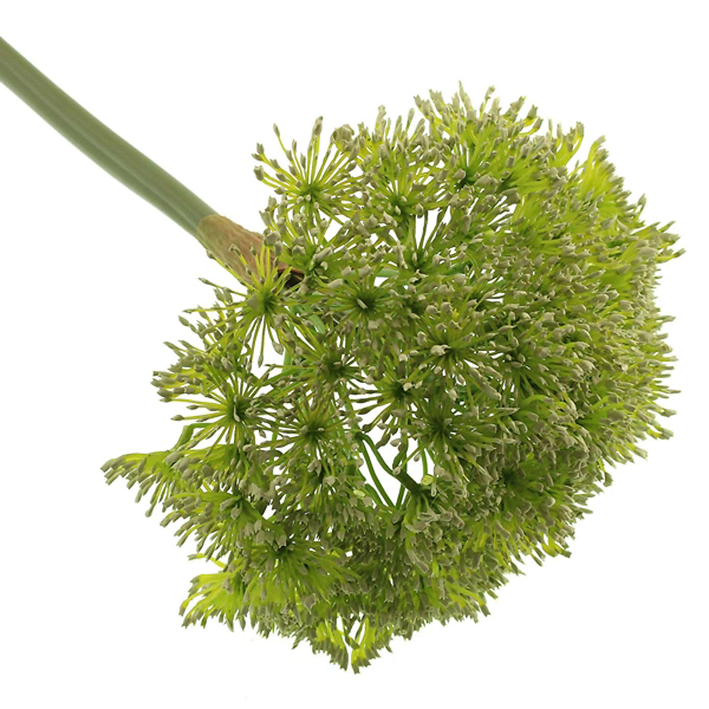 82cm Artificial Cow Parsley