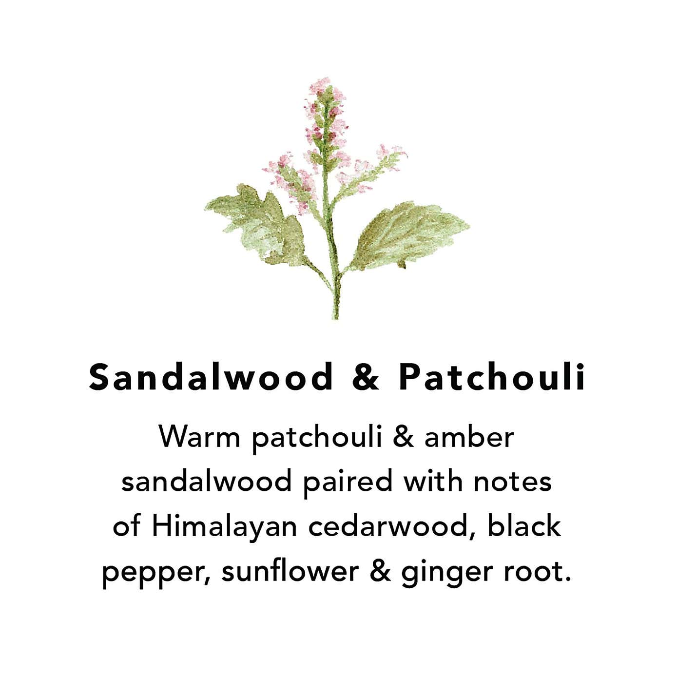 Northern Lights Sandalwood and Patchouli Pack of 6 Votive Candles