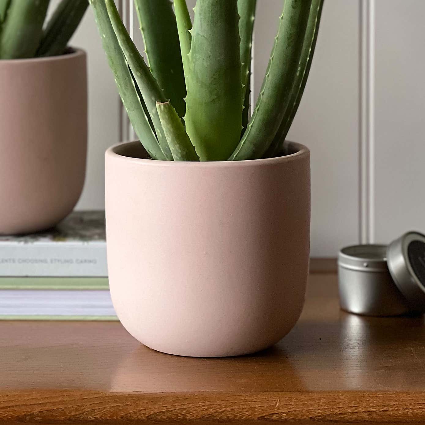 Aloe Vera Potted House Plant Bundle