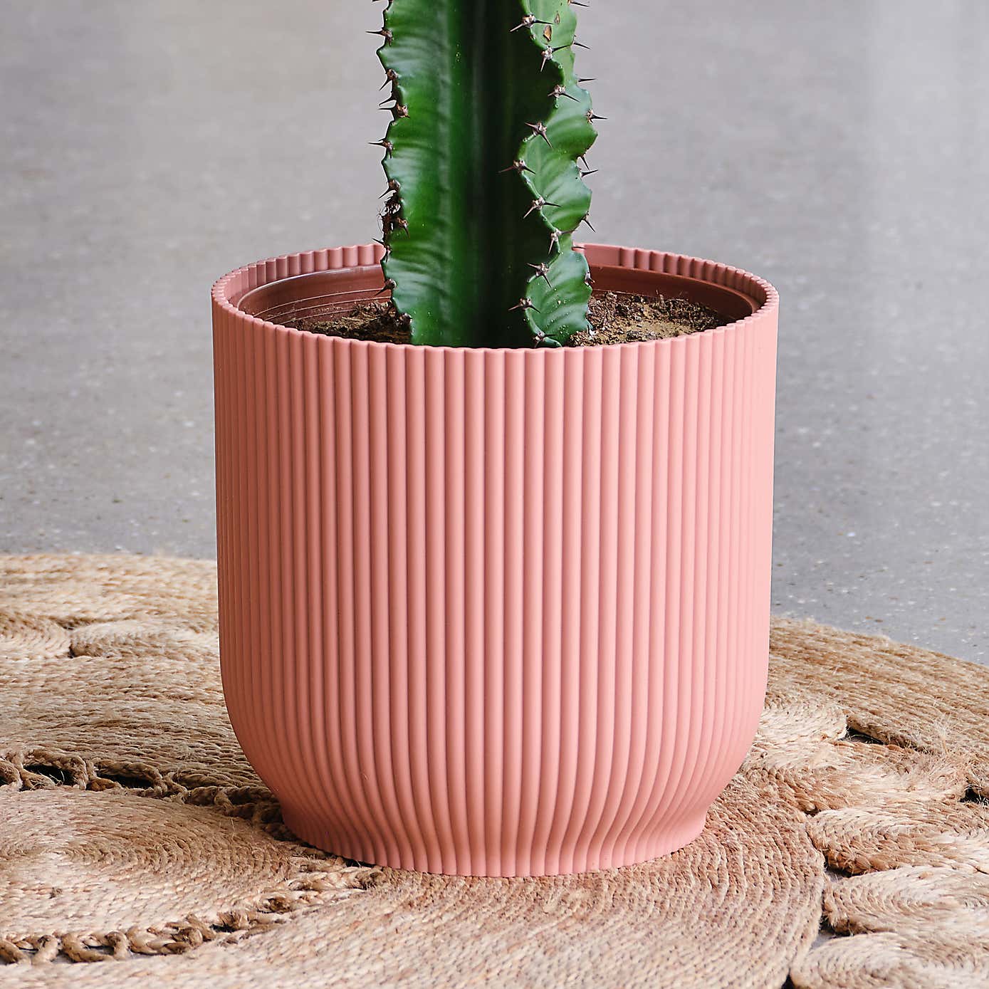 Euphorbia Trigona House Plant in Elho Pot