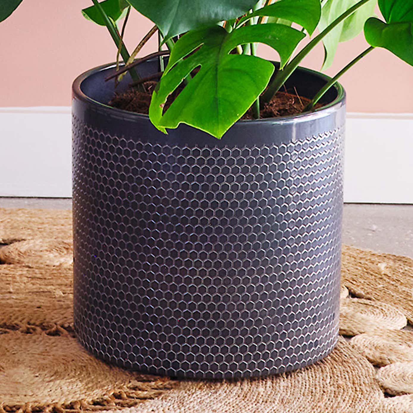 Swiss Cheese House Plant in Capri Pot