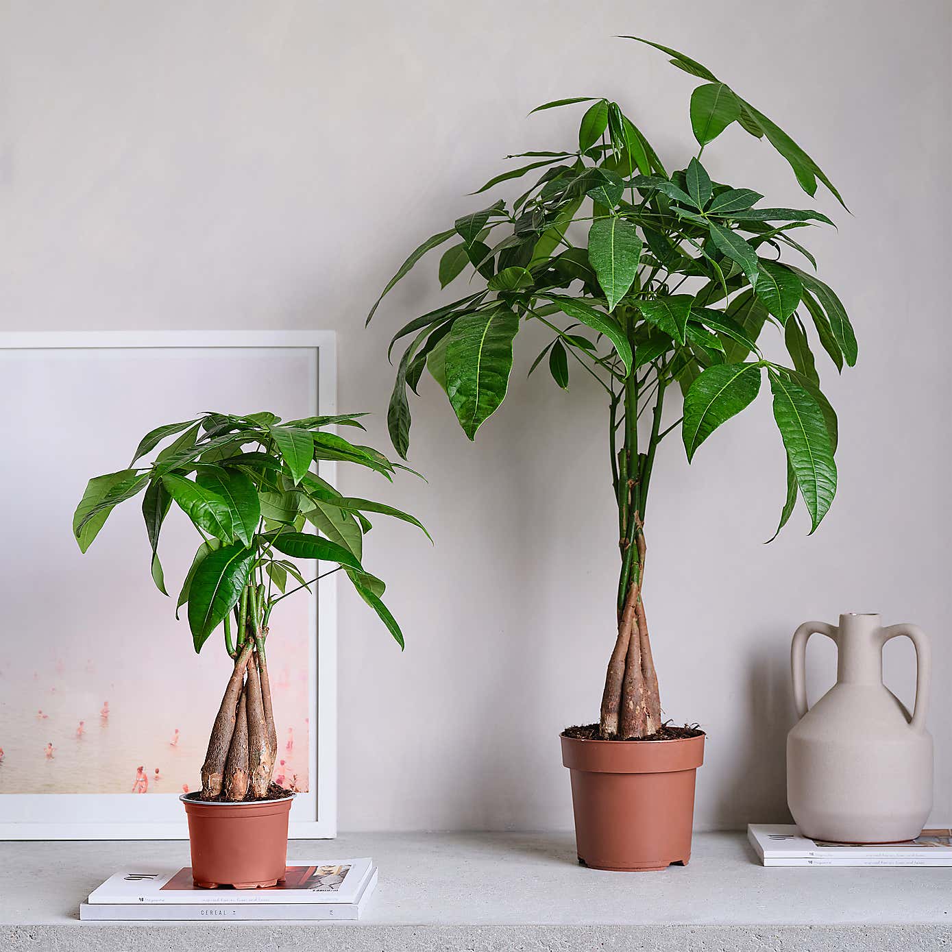 Money Tree House Plant