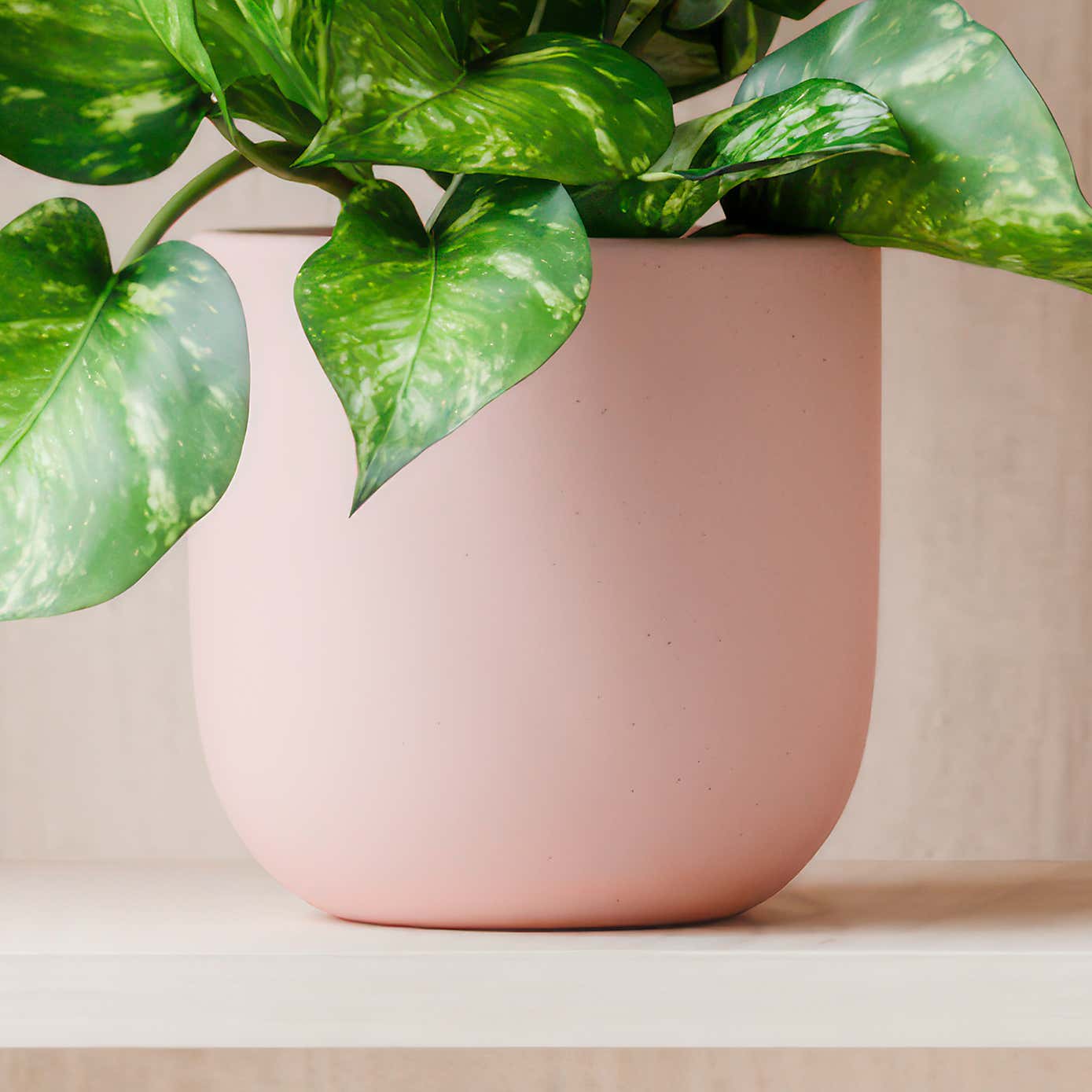 Beards & Daisies Marble Queen Pothos House Plant in Earthenware Pot