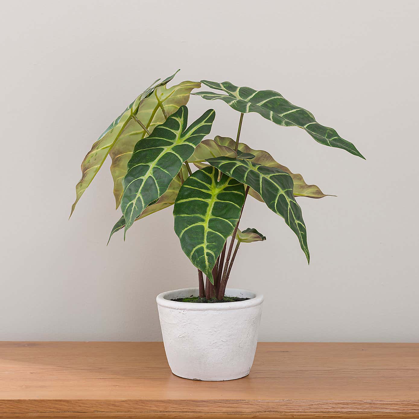 Artificial Alocasia Plant in White Cement Plant Pot