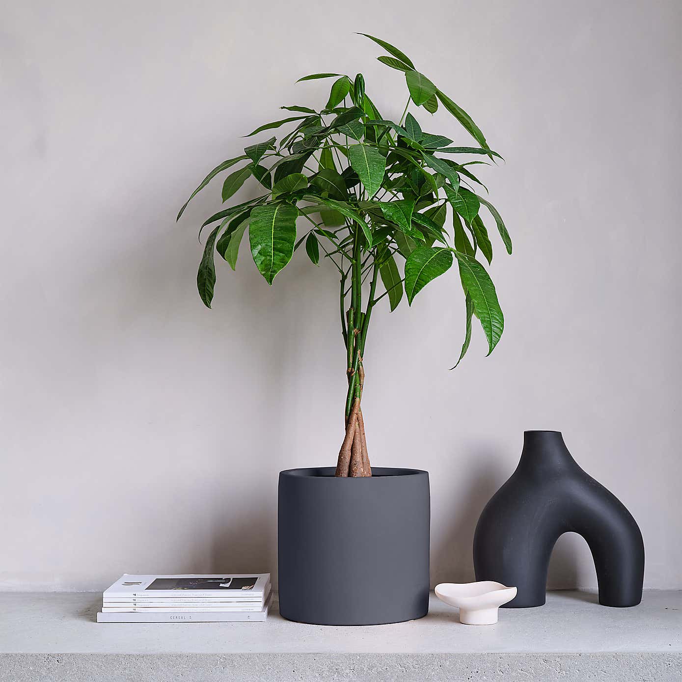 Money Tree House Plant in Earthenware Pot