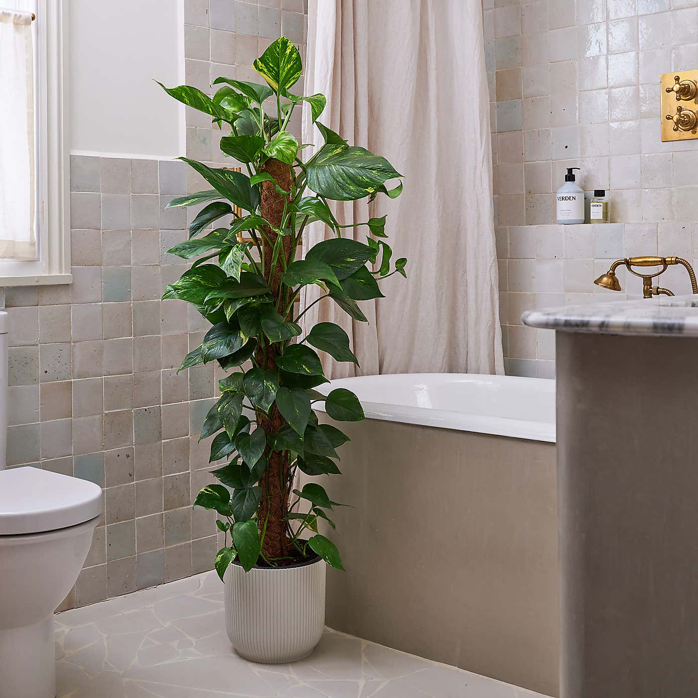 Beards & Daisies Devils Ivy MP House Plant in Vibes Pot