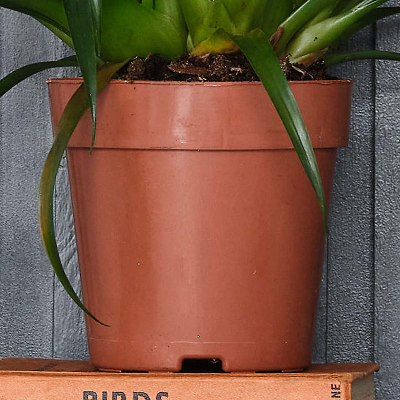 Vriesea Astrid House Plant