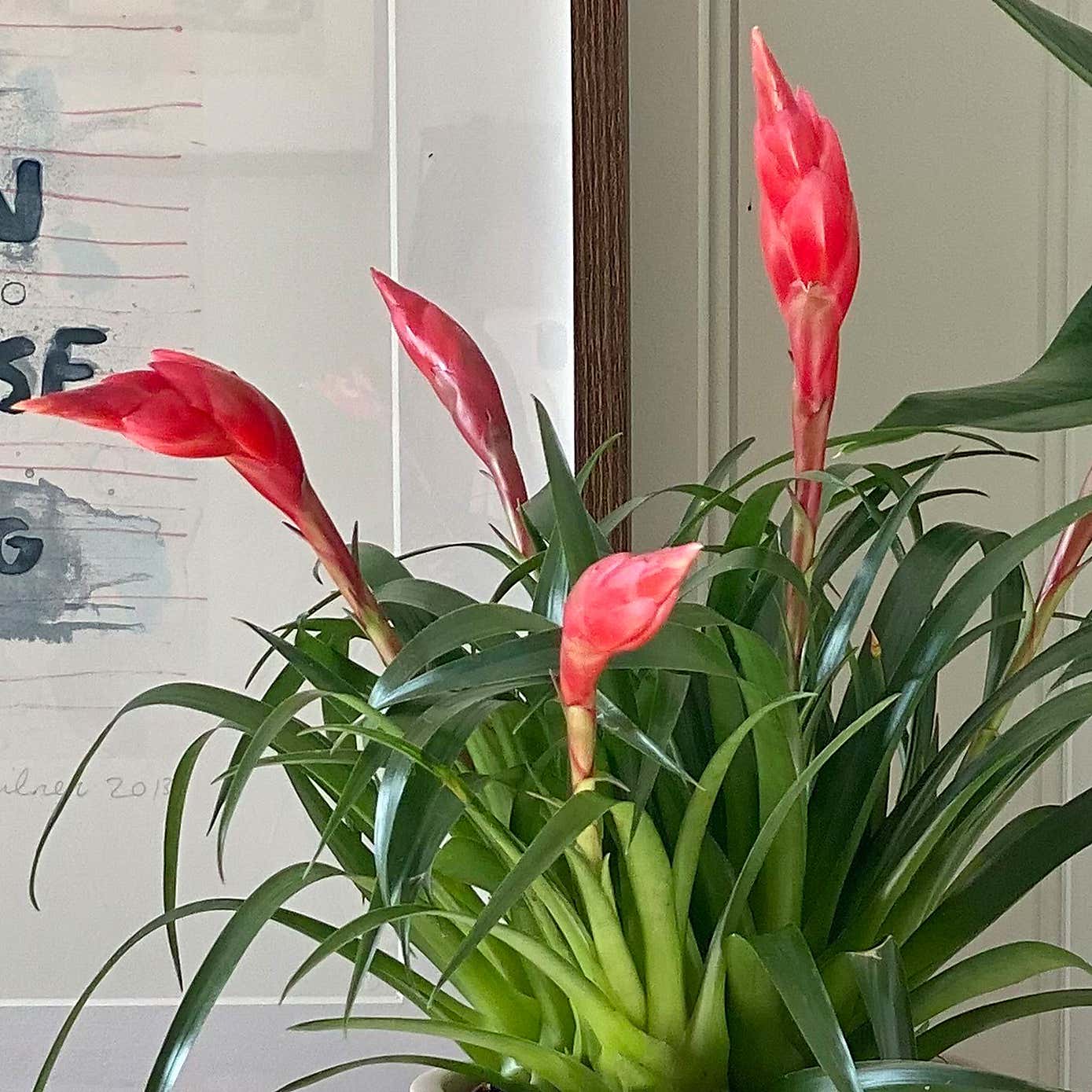 Flowering Potted House Plant Bundle