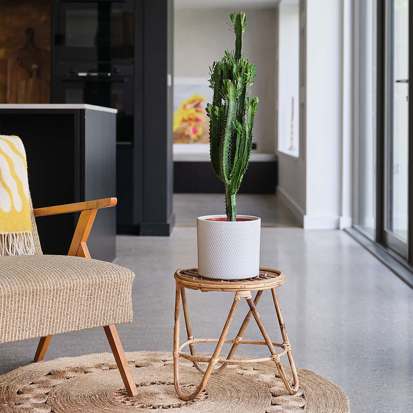 Euphorbia Trigona House Plant in Capri Pot