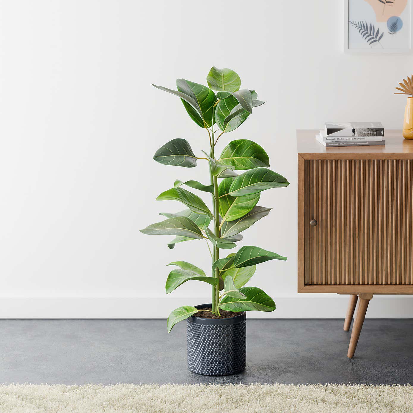 Bengal Fig House Plant in Capri Pot