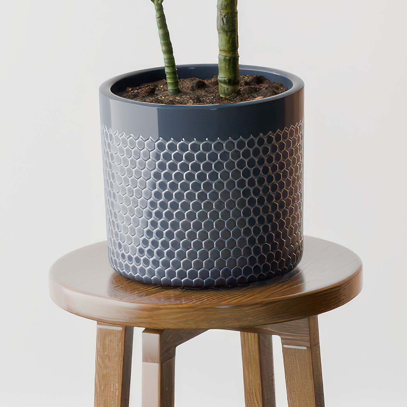 Beards & Daisies Dracaena Steudneri House Plant in Capri Pot