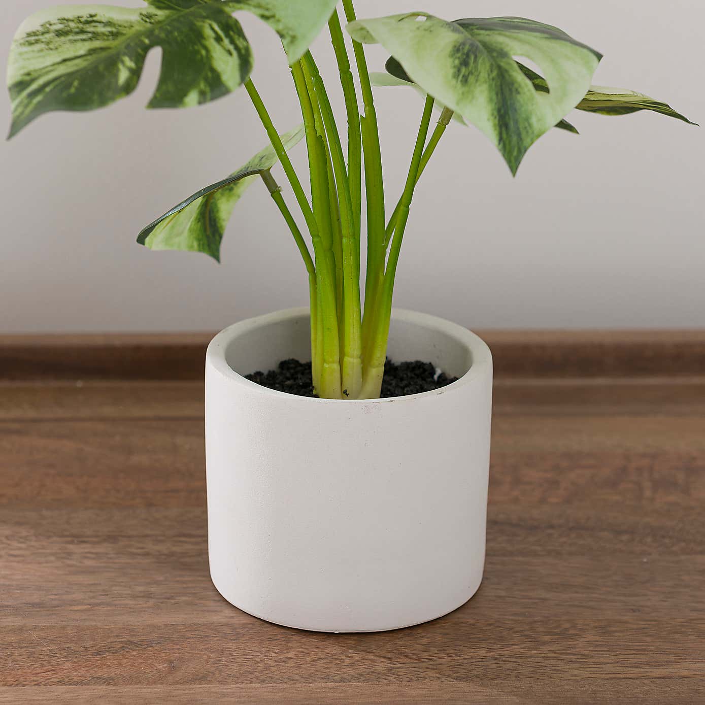 Artificial Cheese Plant in White Cement Plant Pot