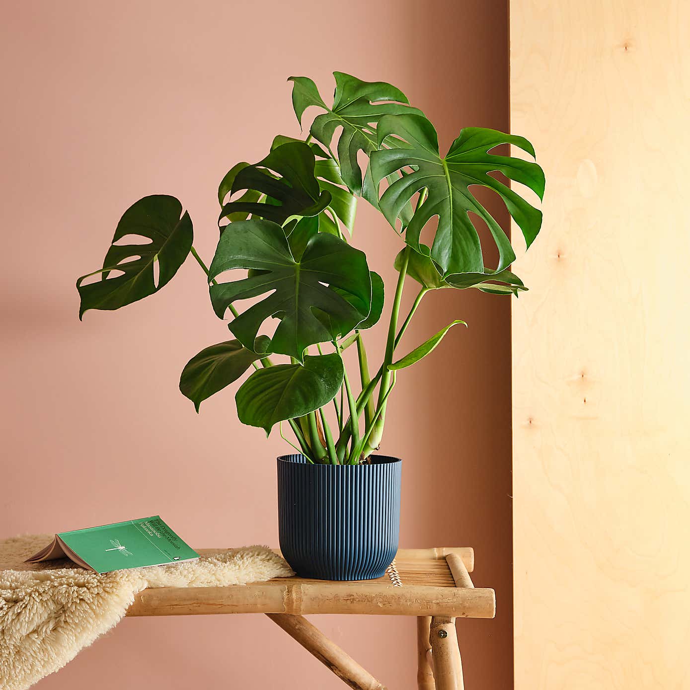 Swiss Cheese House Plant in Elho Pot