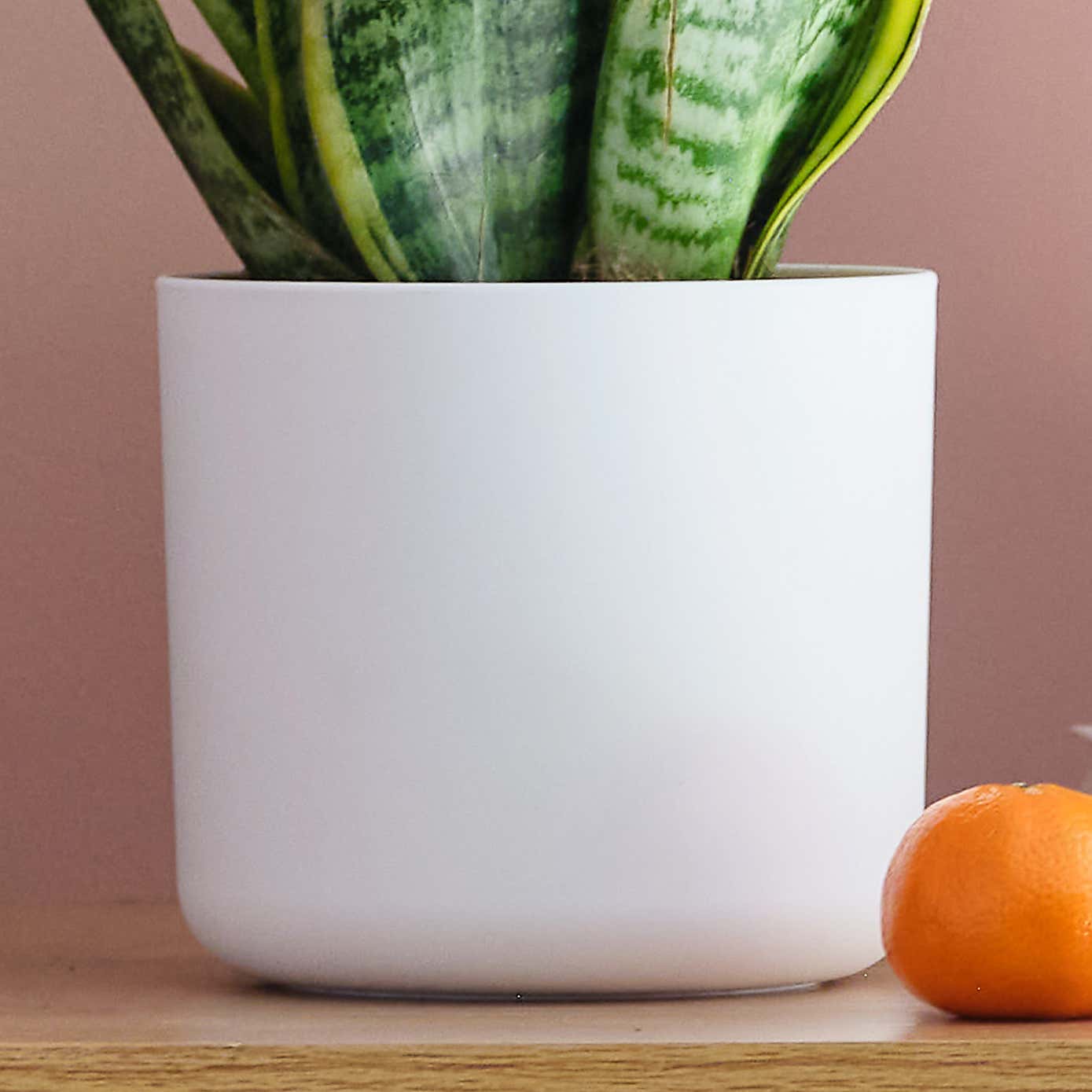 Sunny Potted House Plant Bundle