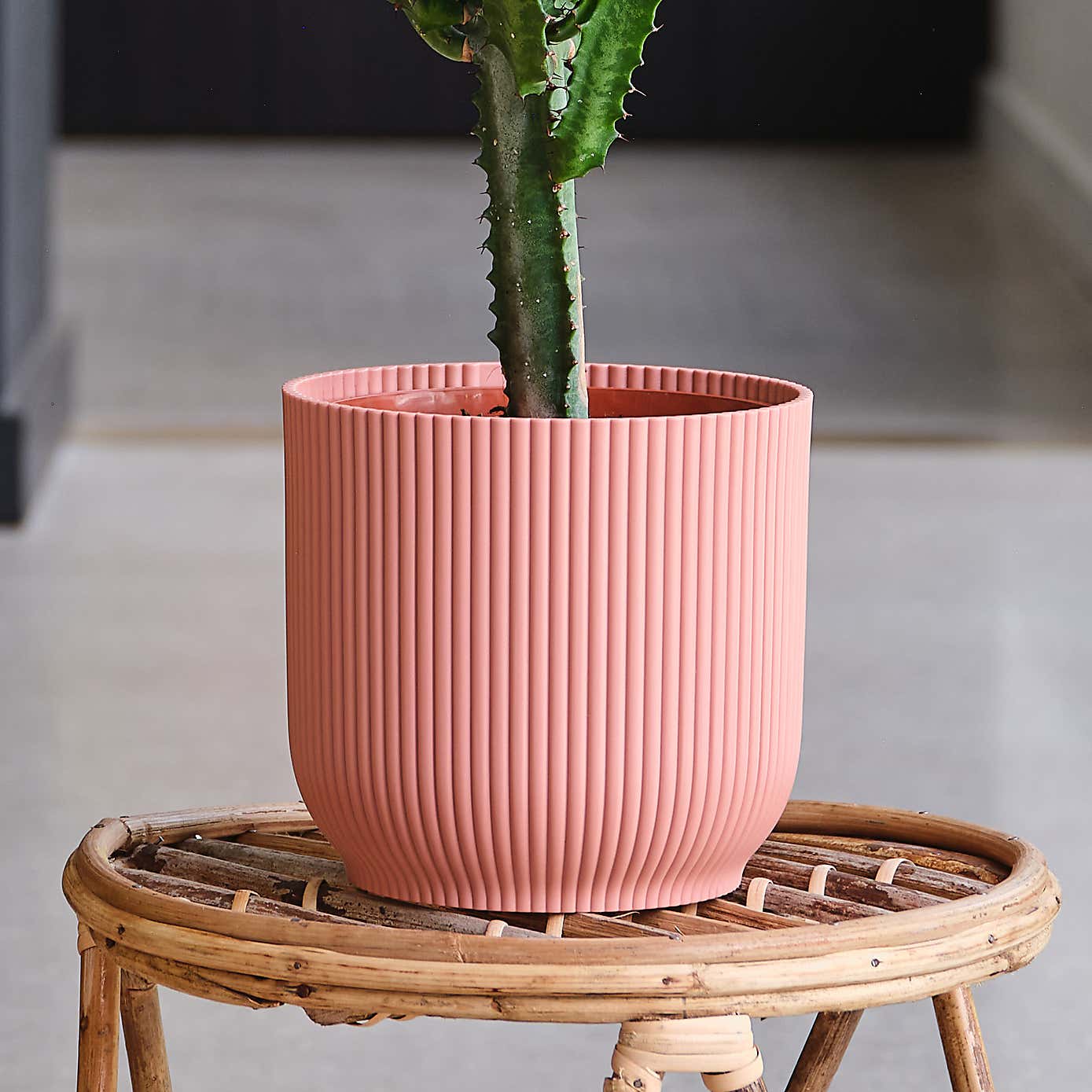 Euphorbia Trigona House Plant in Elho Pot