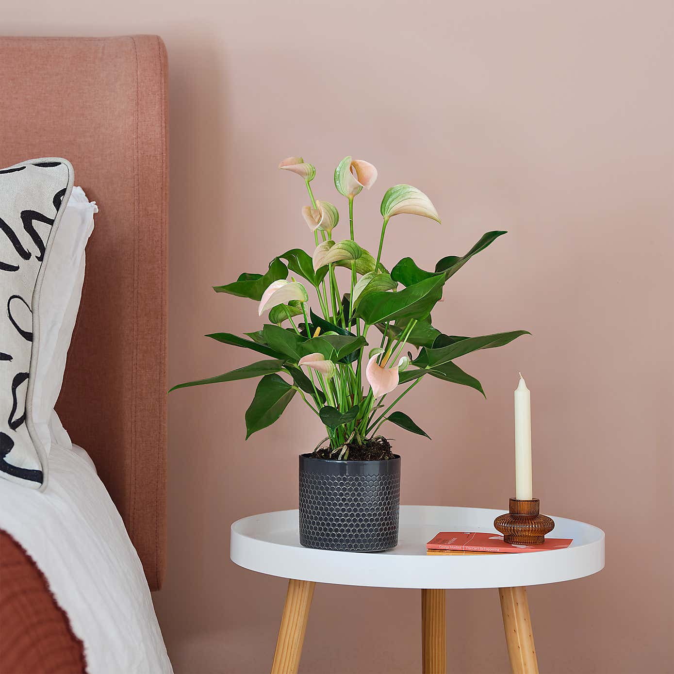 Peach Anthurium House Plant in Capri Pot