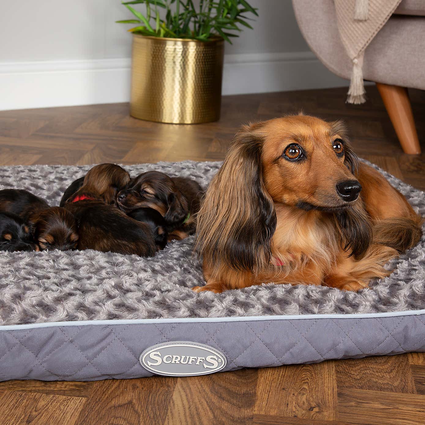 Scruffs Wilton Mattress Pet Bed