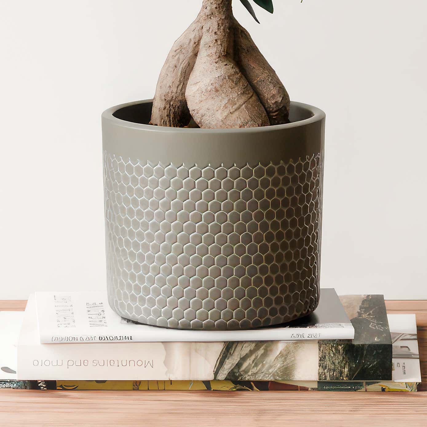 Ficus Ginseng House Plant in Capri Pot