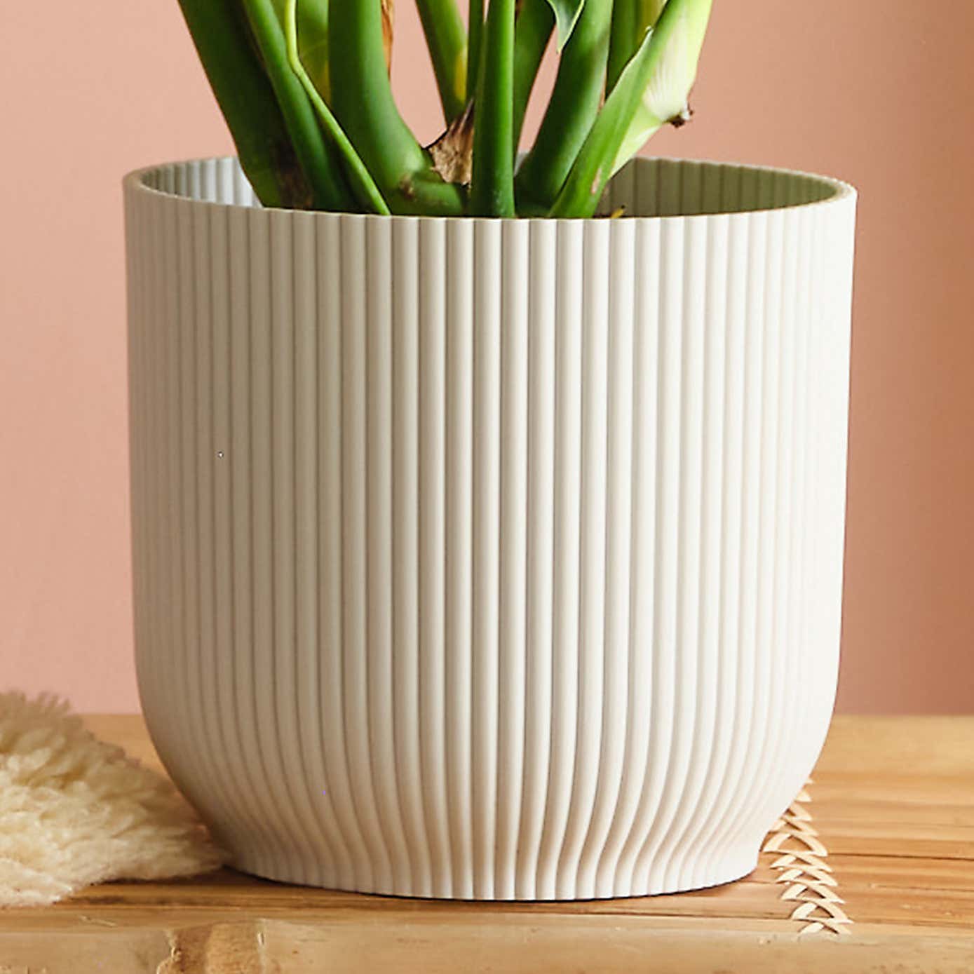 Swiss Cheese House Plant in Elho Pot