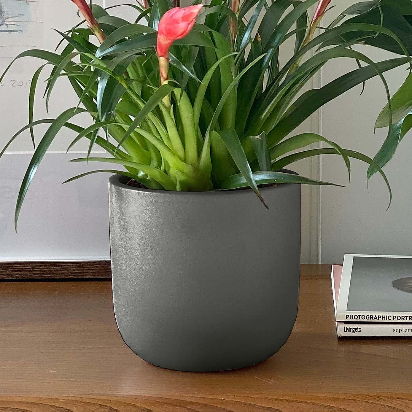 Flowering Potted House Plant Bundle