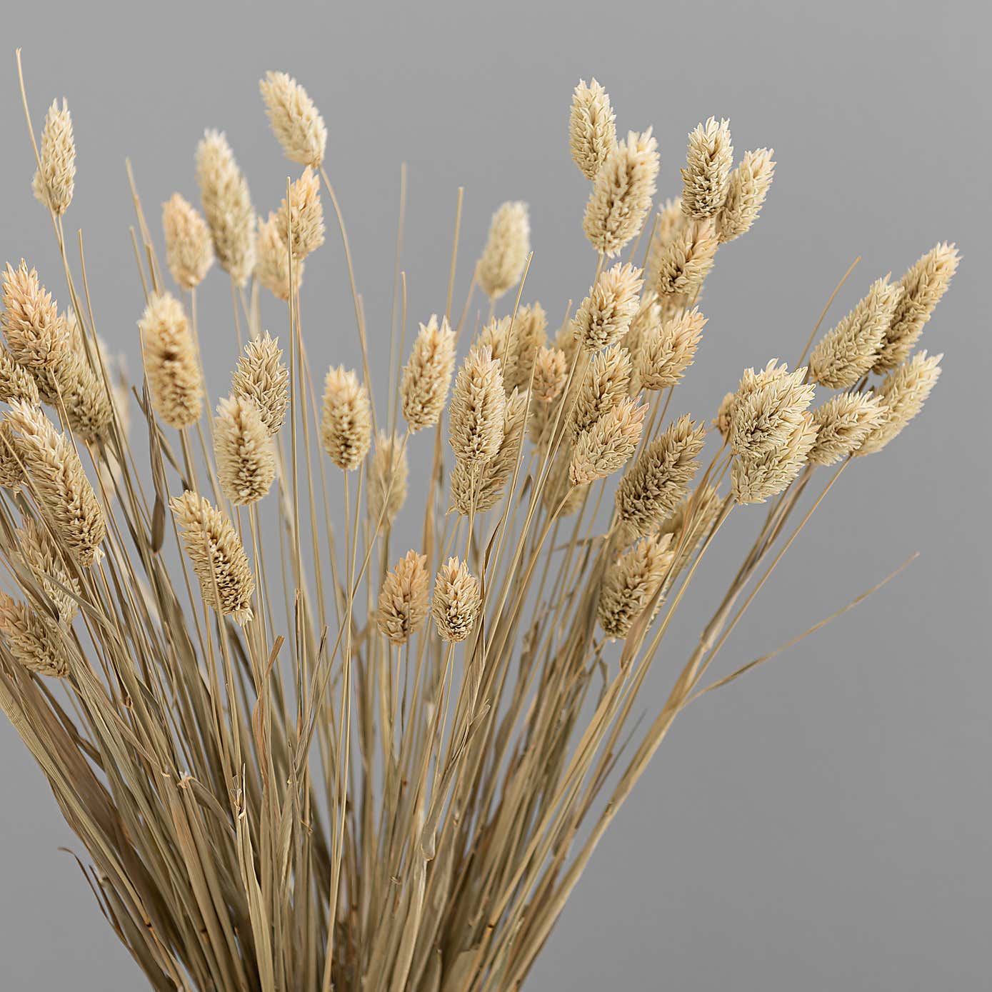 Dried Phalaris Bouquet