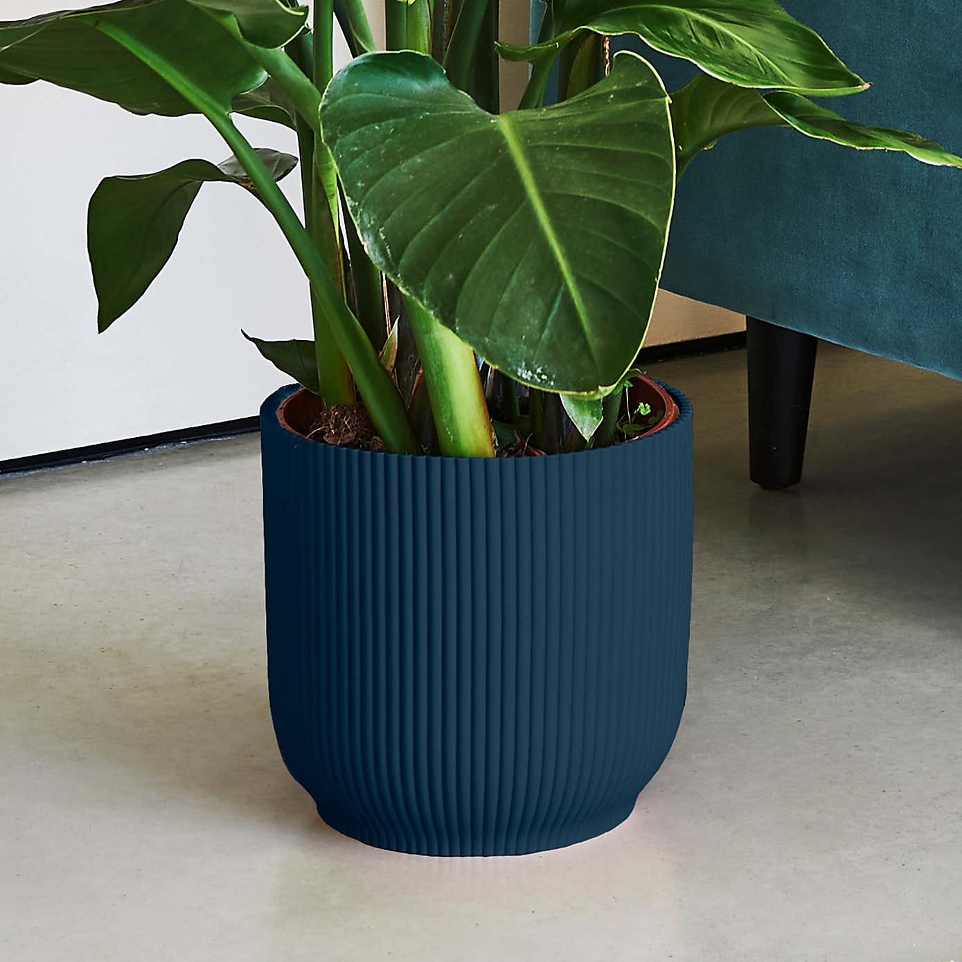 Beards & Daisies Bird of Paradise in Elho Vibes Pot