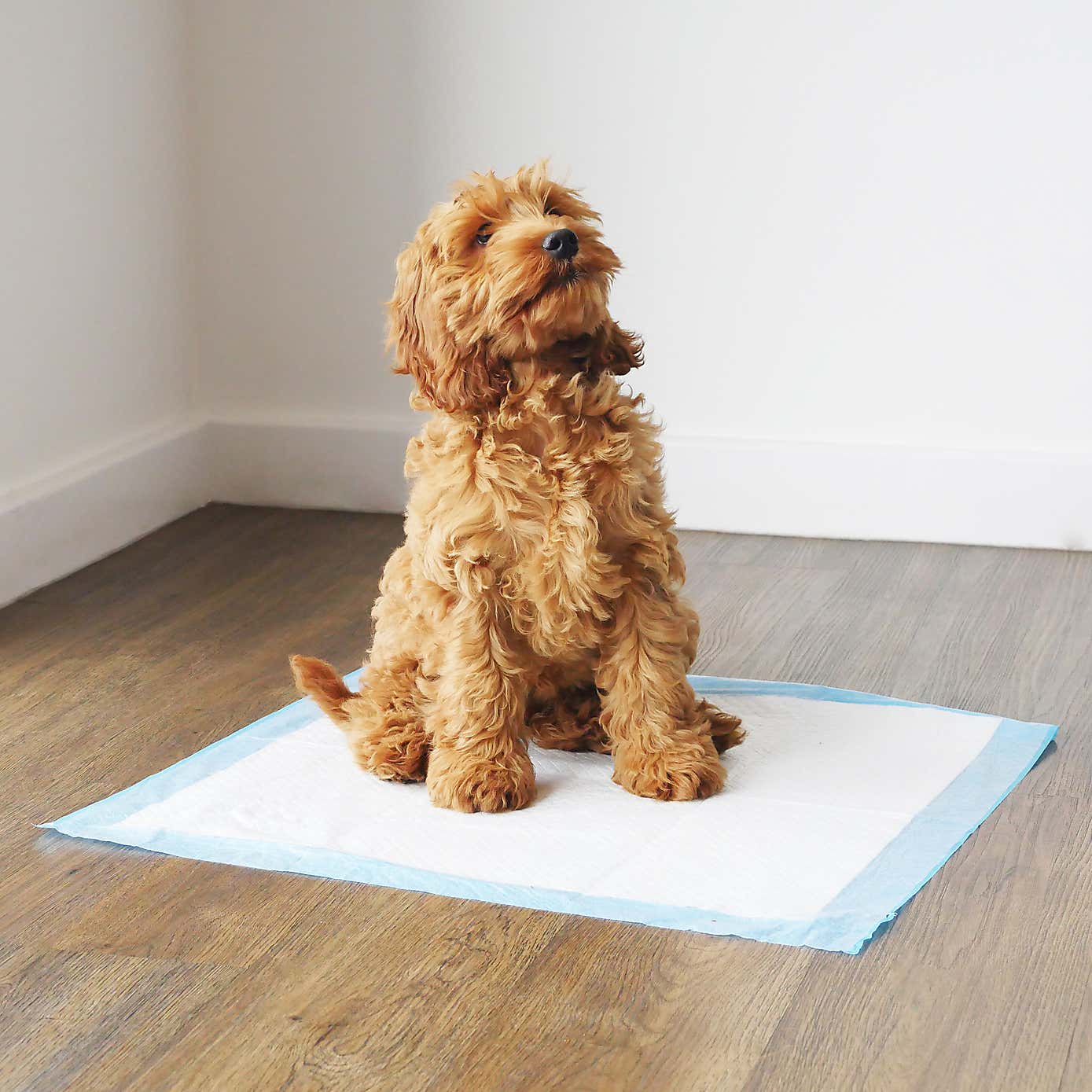 Rosewood Pack of 7 Puppy Pads