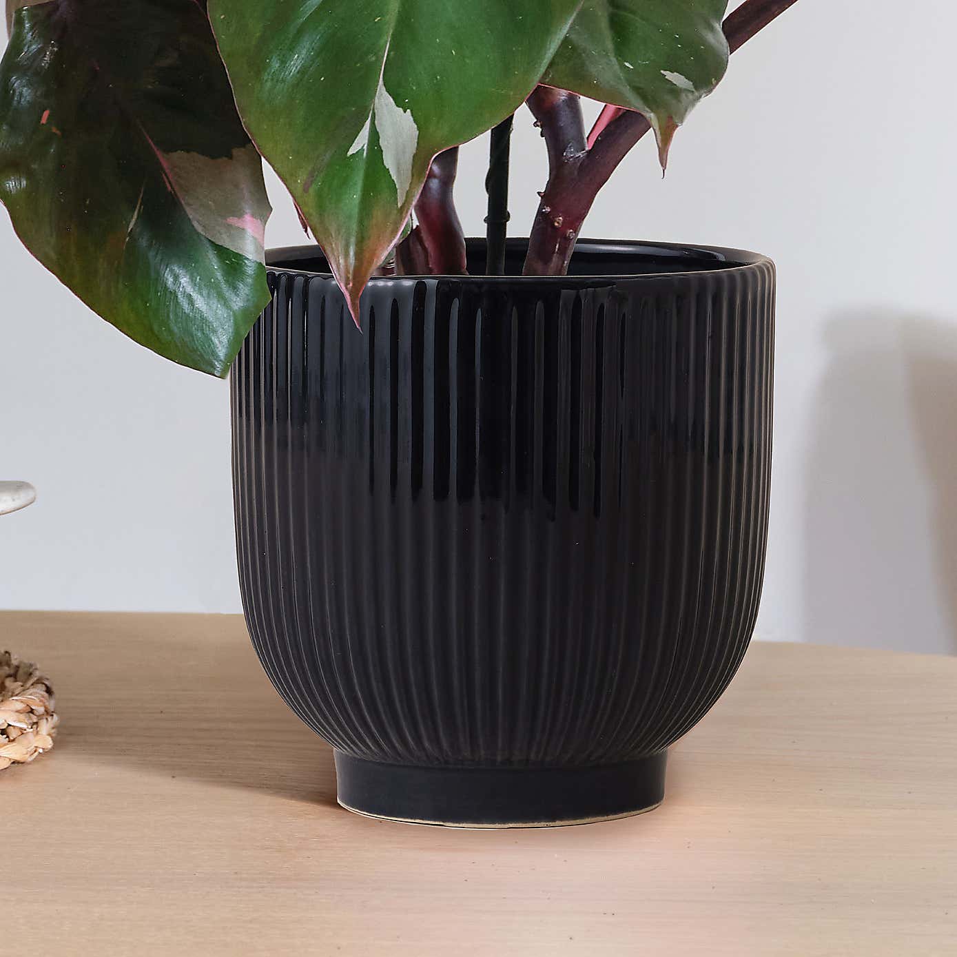 Philodendron Pink Princess in Ribbed Ceramic Pot