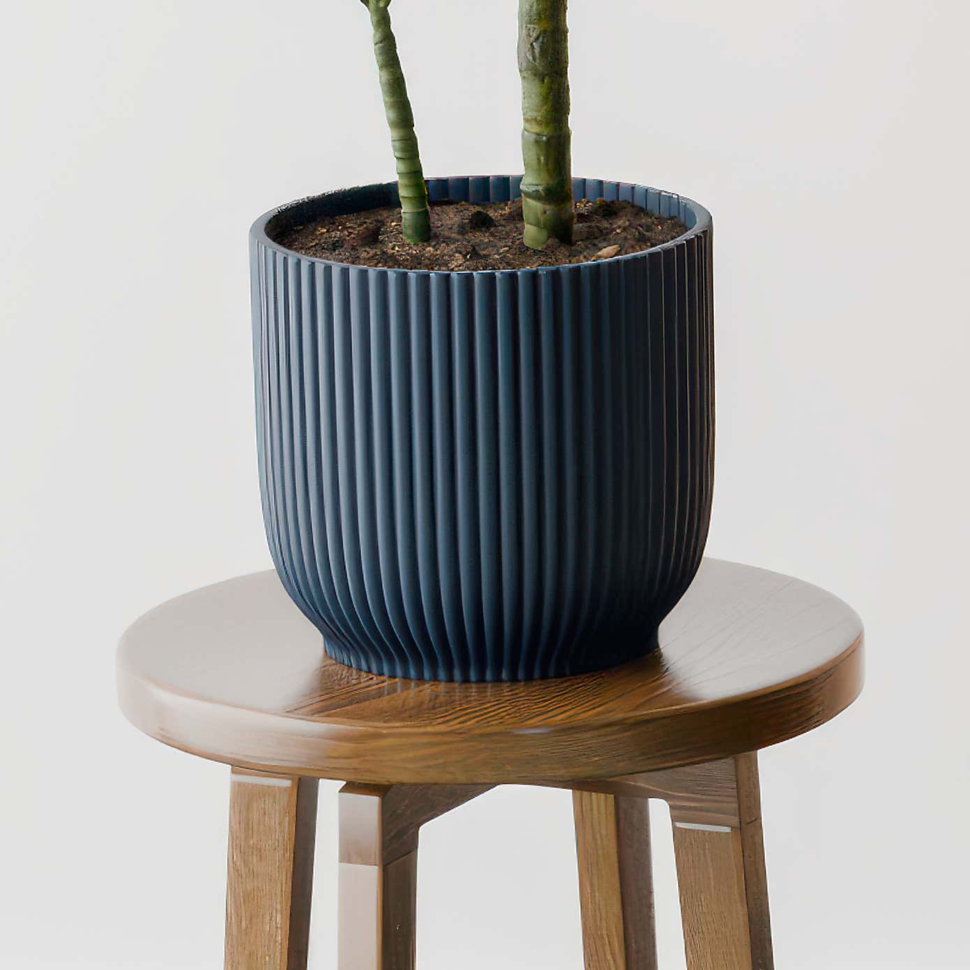 Beards & Daisies Dracaena Steudneri House Plant in Elho Pot