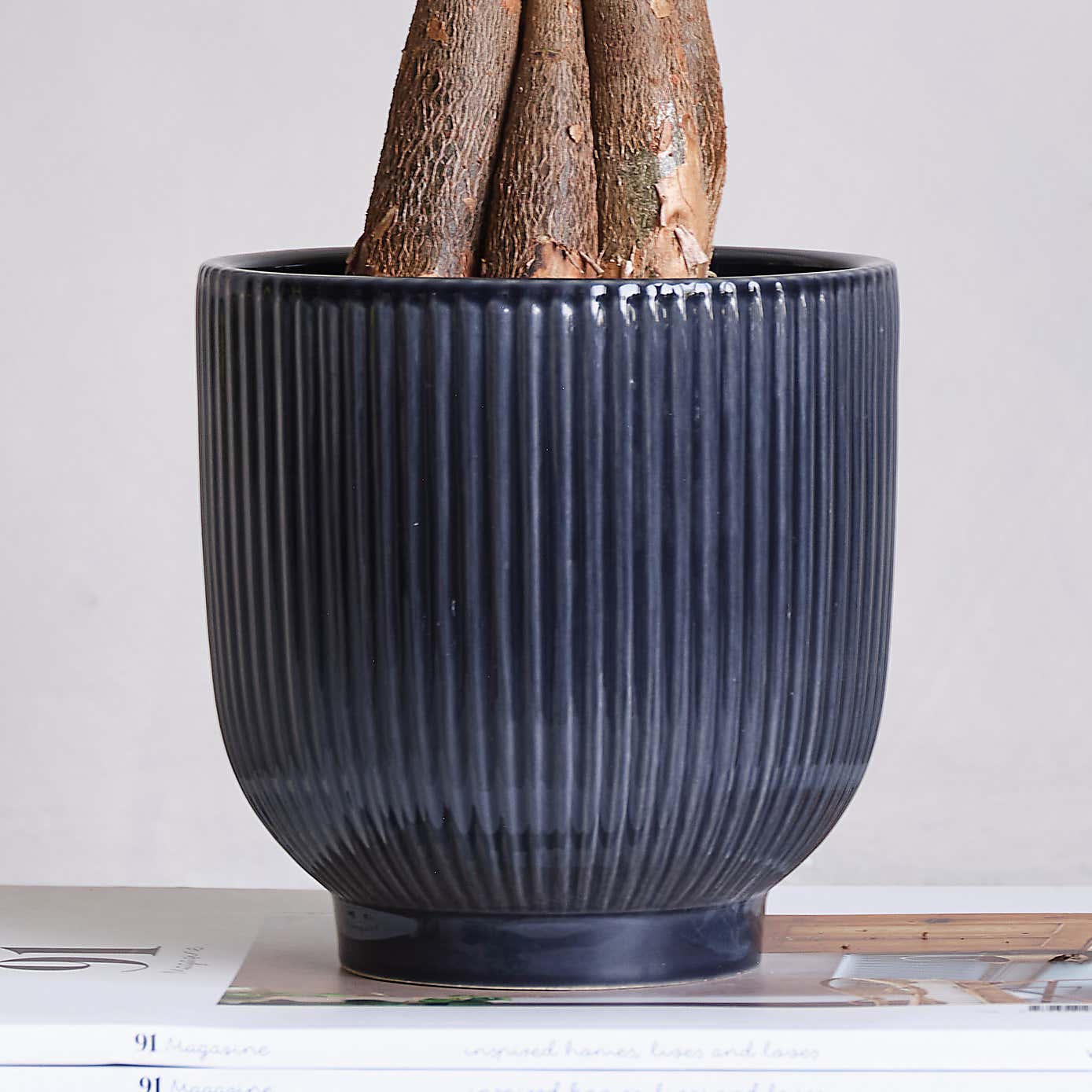 Money Tree House Plant in Ribbed Pot