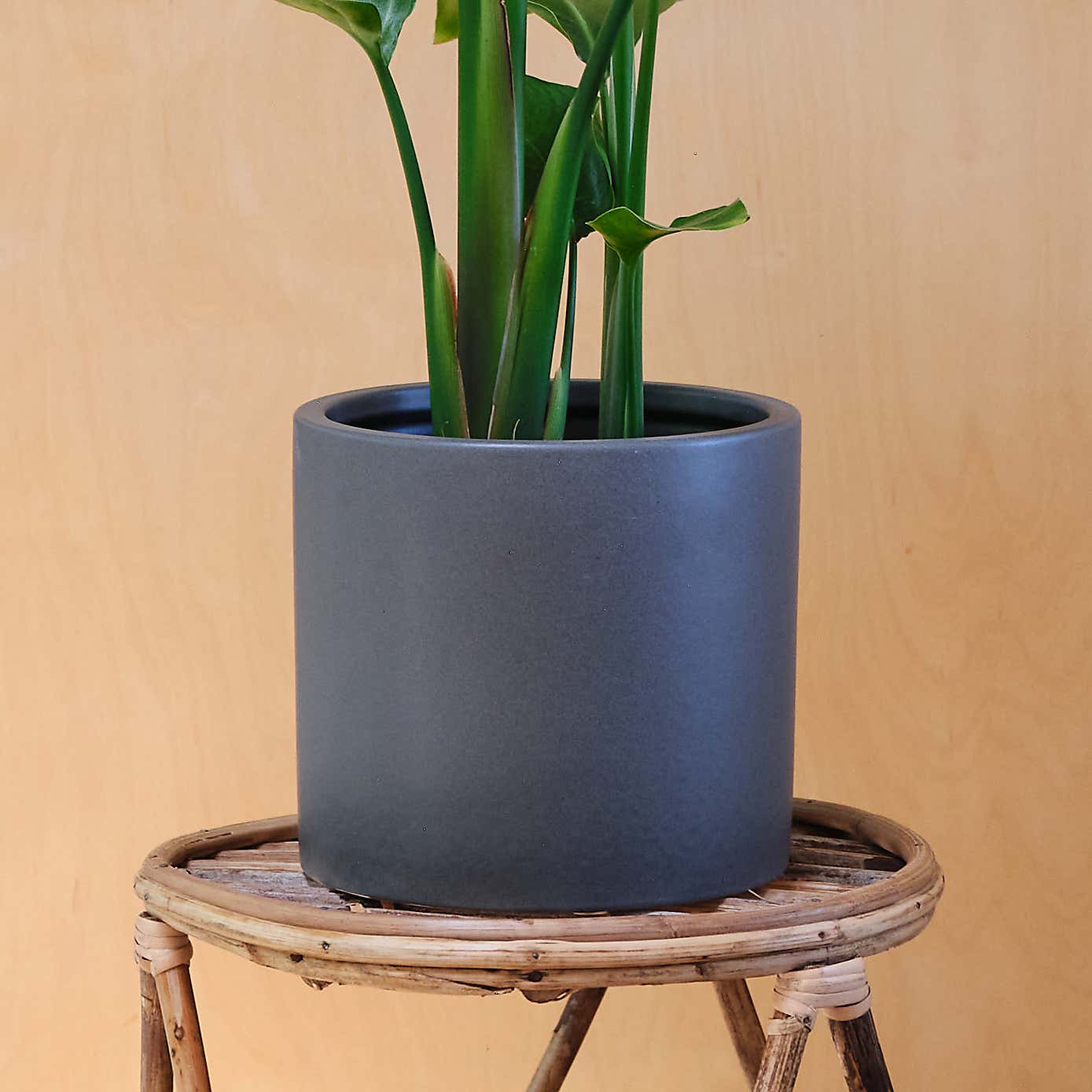 Bird Of Paradise House Plant in Earthenware Pot