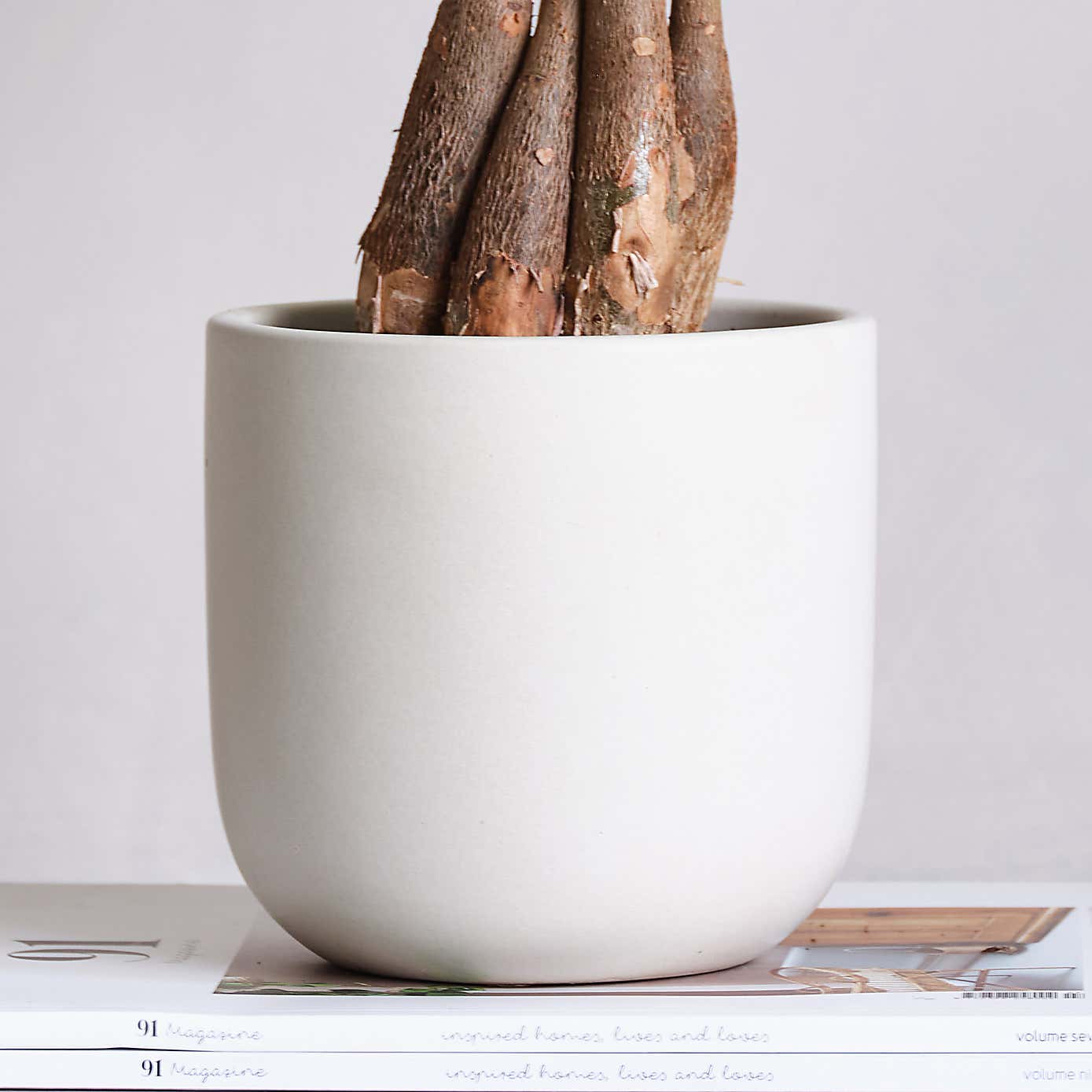 Money Tree House Plant in Earthenware Pot