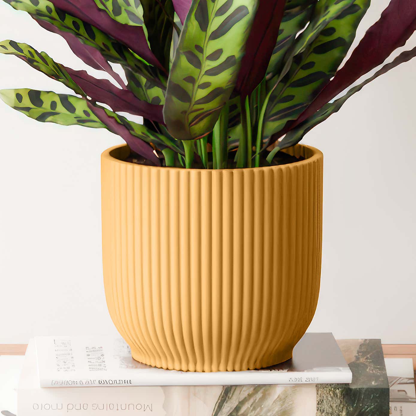 Calathea Lancifolia House Plant in Elho Vibes Pot
