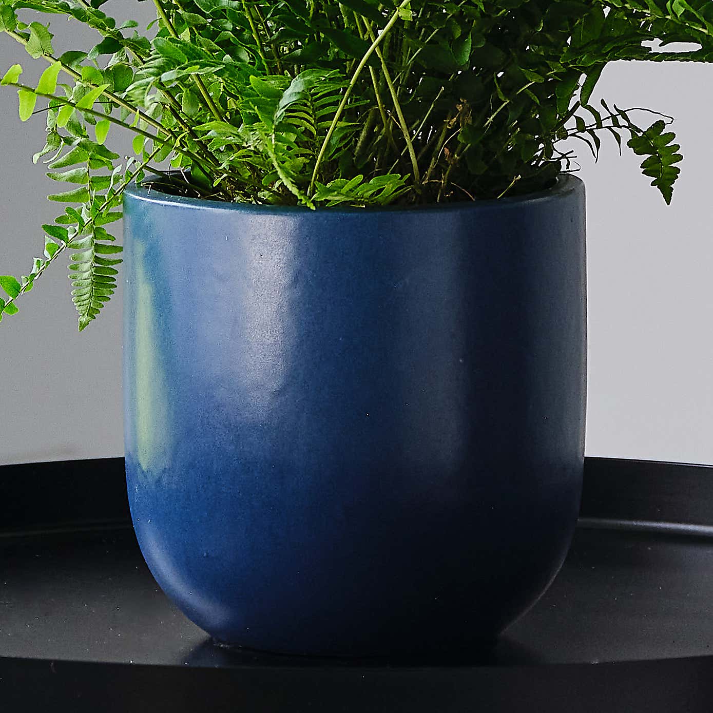 Boston Fern House Plant in Earthenware Pot