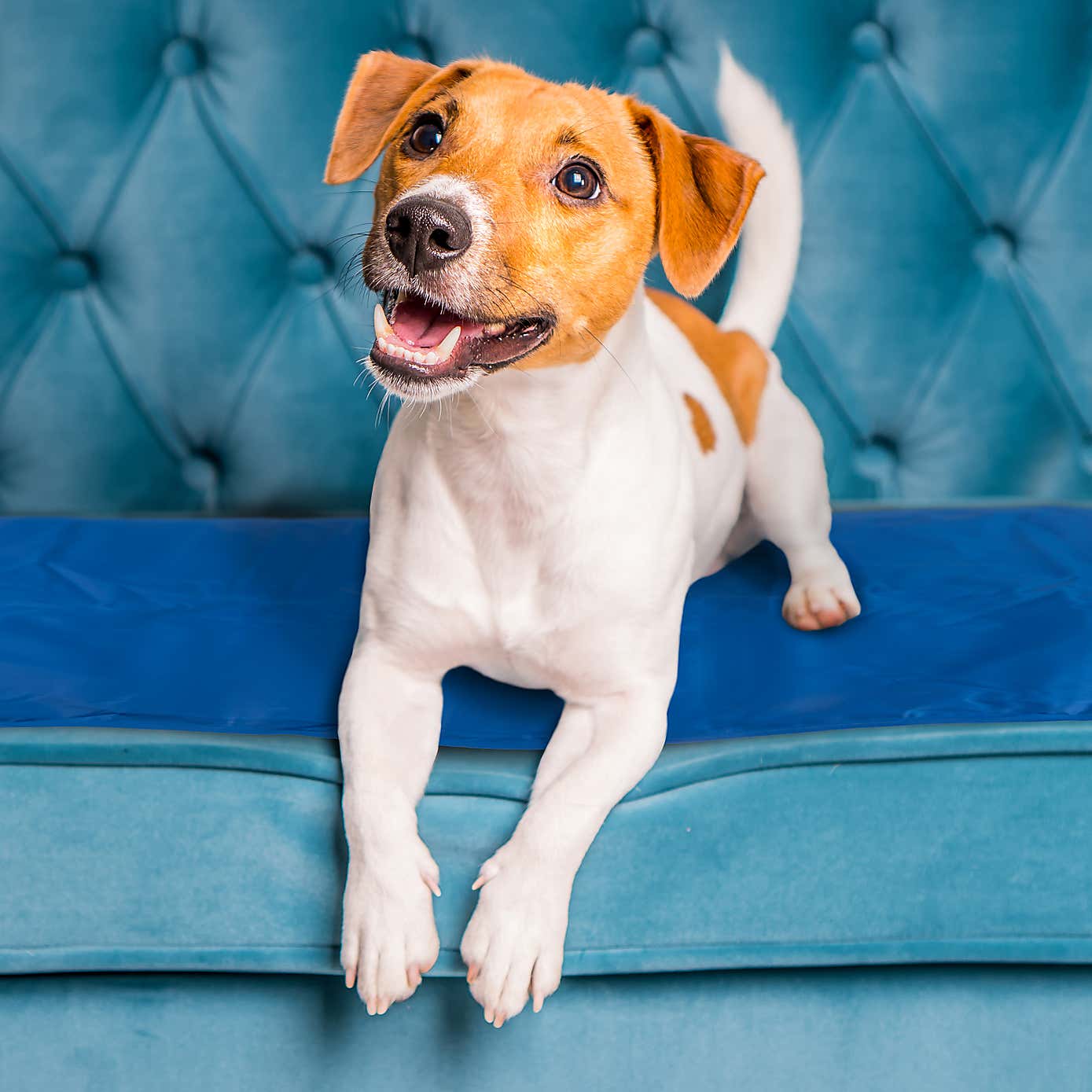 Crufts Pet Cooling Mat