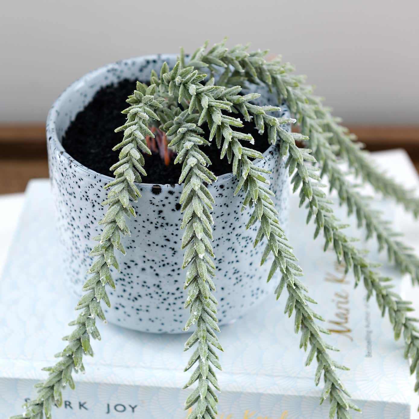 Artificial Trailing Sedum Burros Tail in Speckled Ceramic Plant Pot