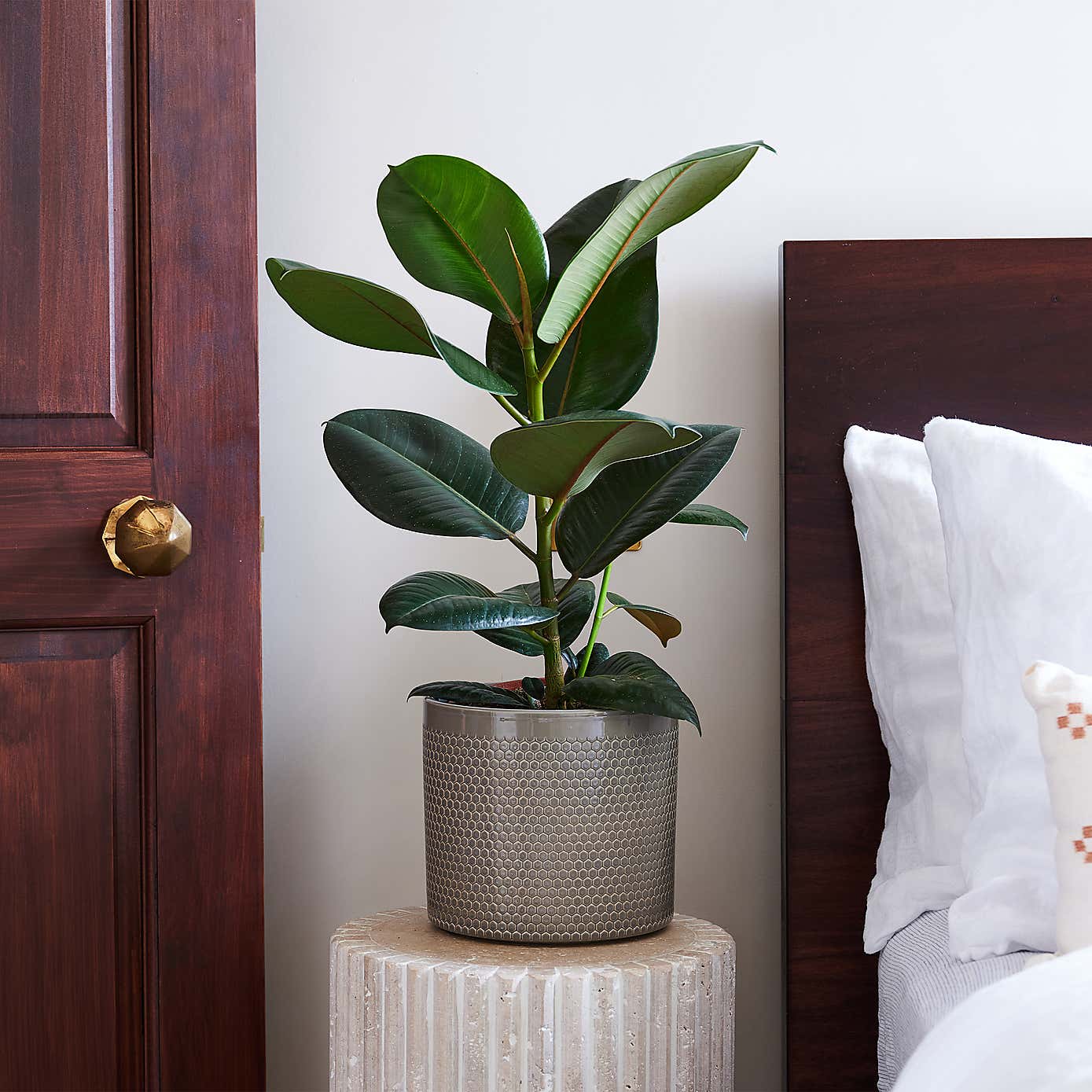 Beards & Daisies Rubber Plant House Plant in Capri Pot