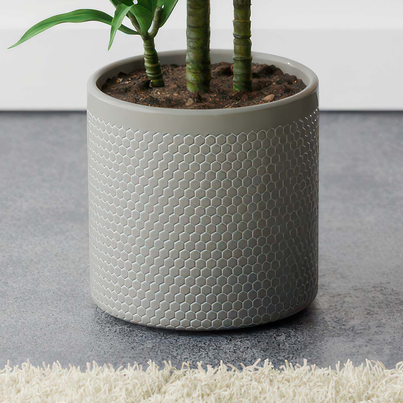 Beards & Daisies Dracaena Steudneri House Plant in Capri Pot