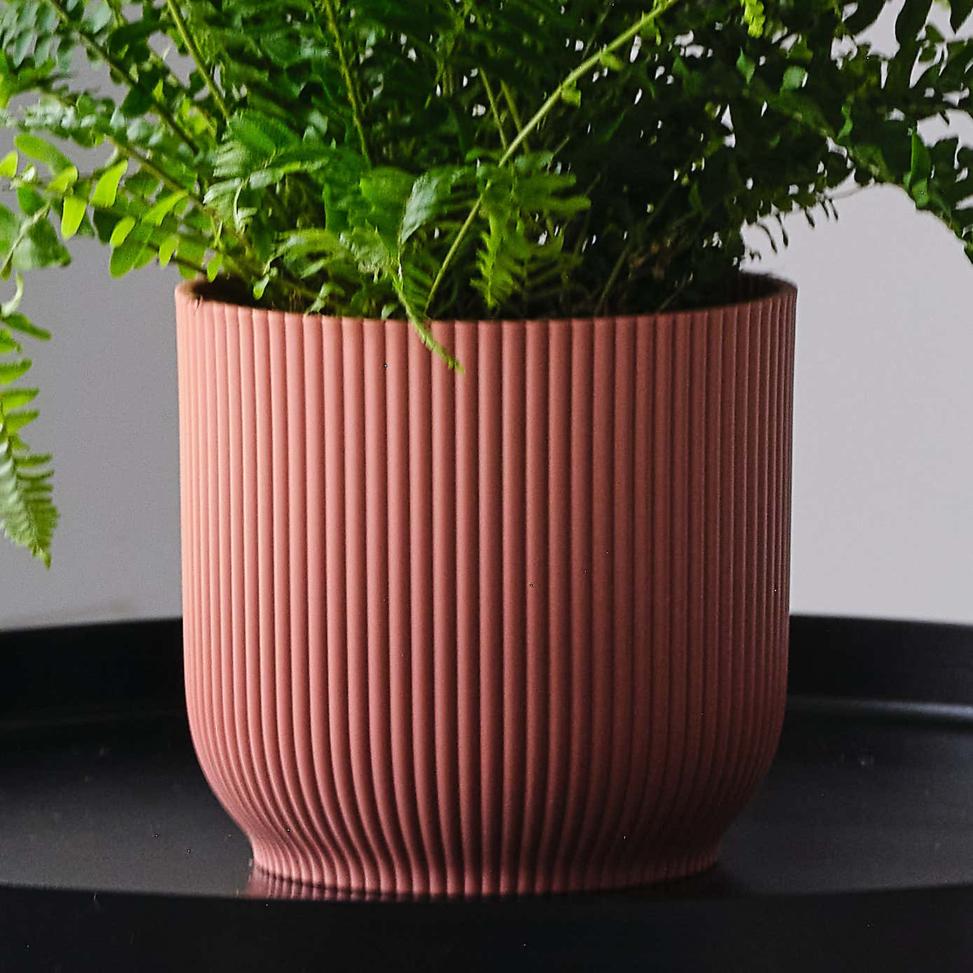 Boston Fern House Plant in Elho Pot