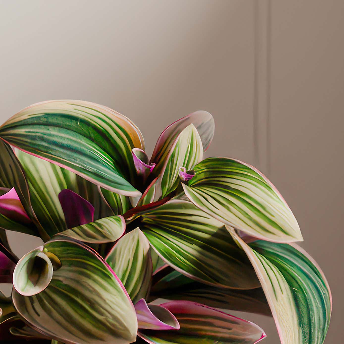 Tradescantia Nanouk House Plant in Elho Vibes Pot