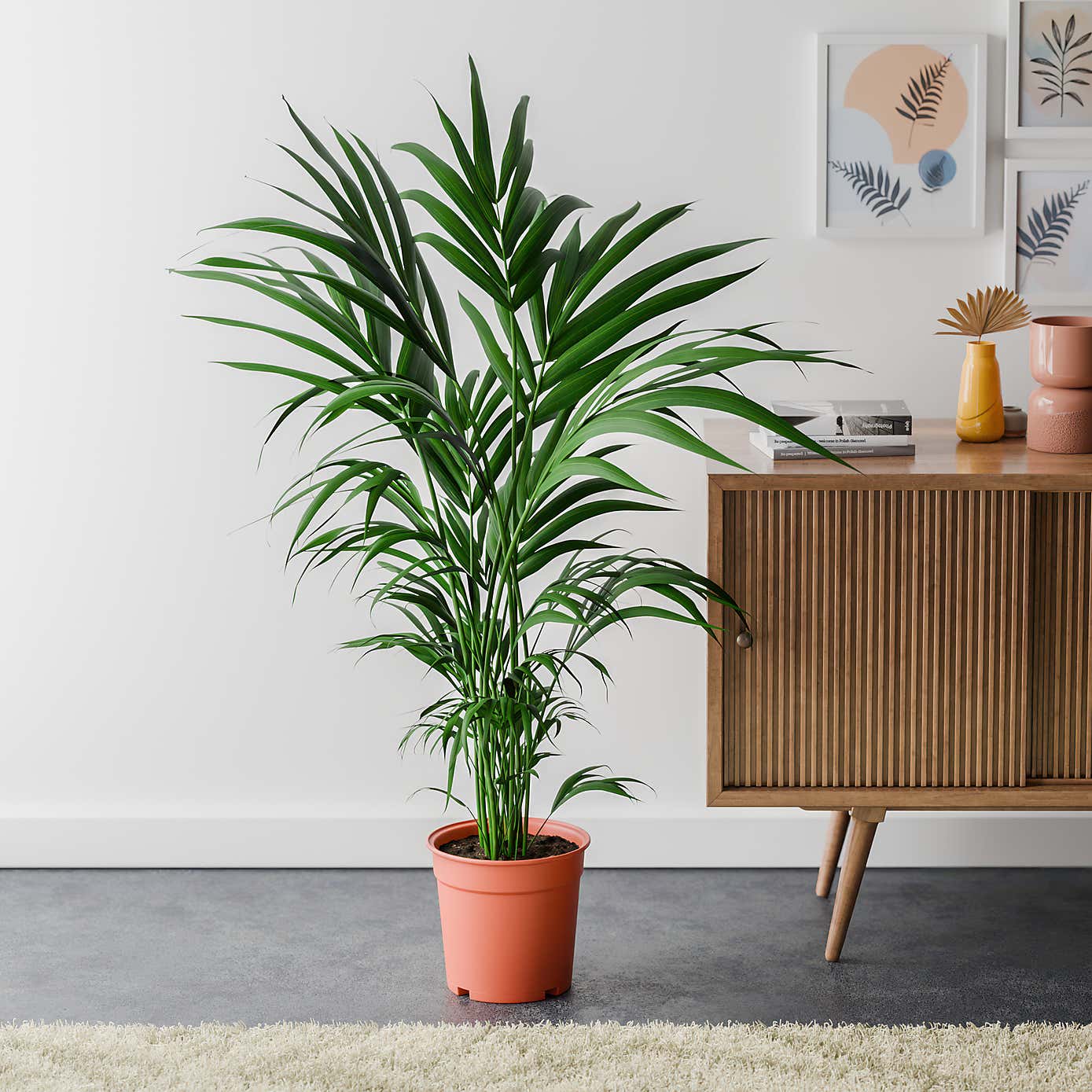 Kentia Palm House Plant