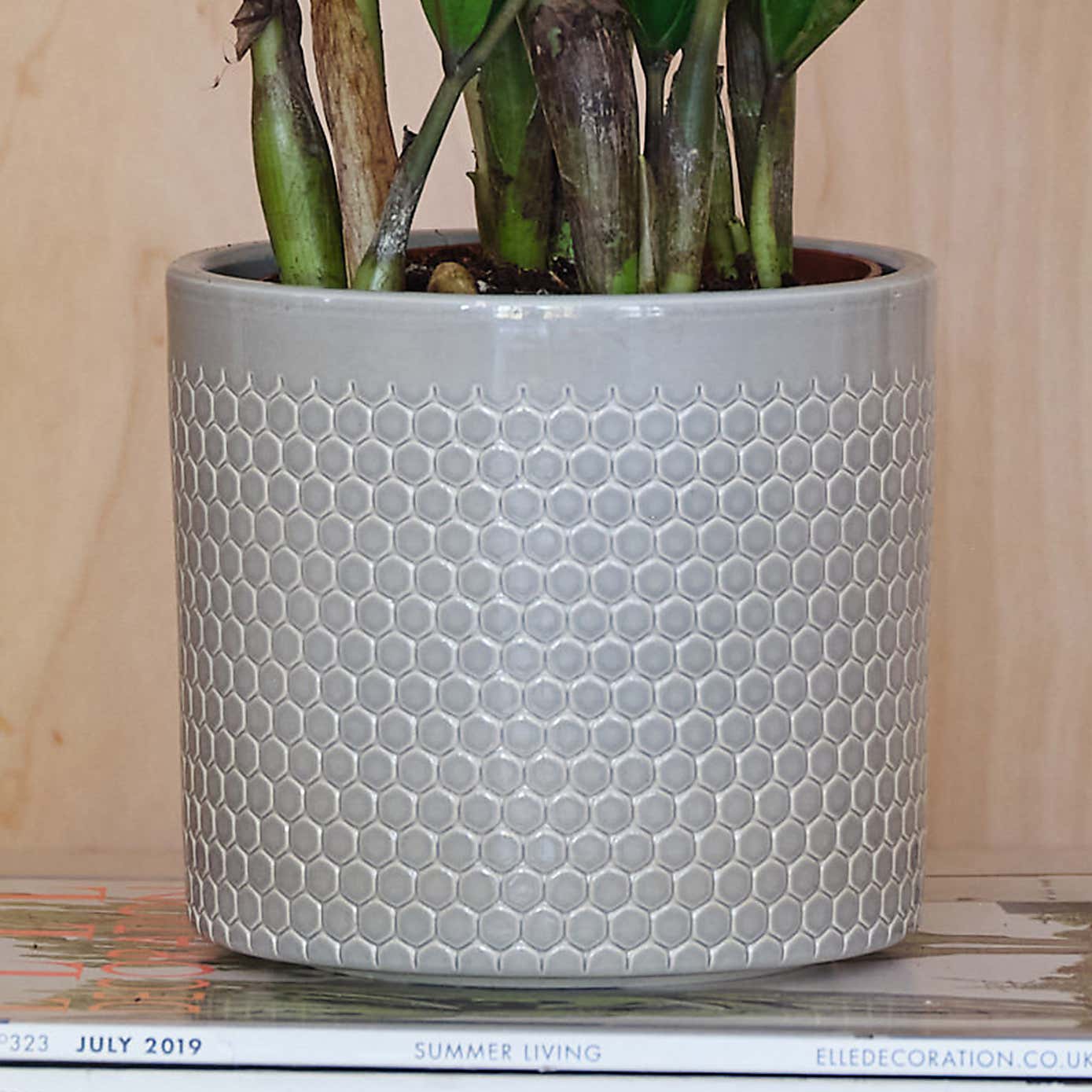 ZZ House Plant in Capri Pot