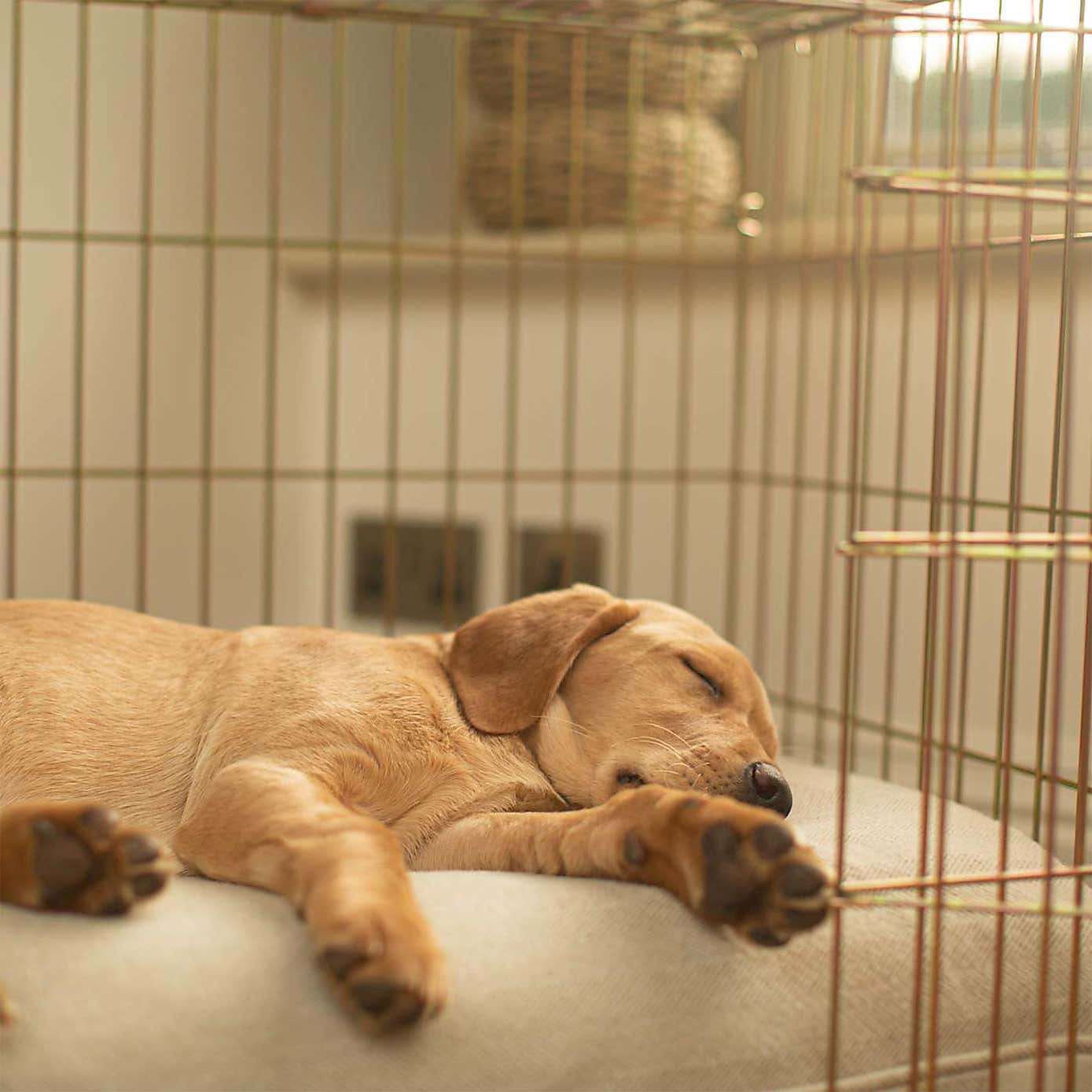 Lords and Labradors Balmoral Dog Cushion