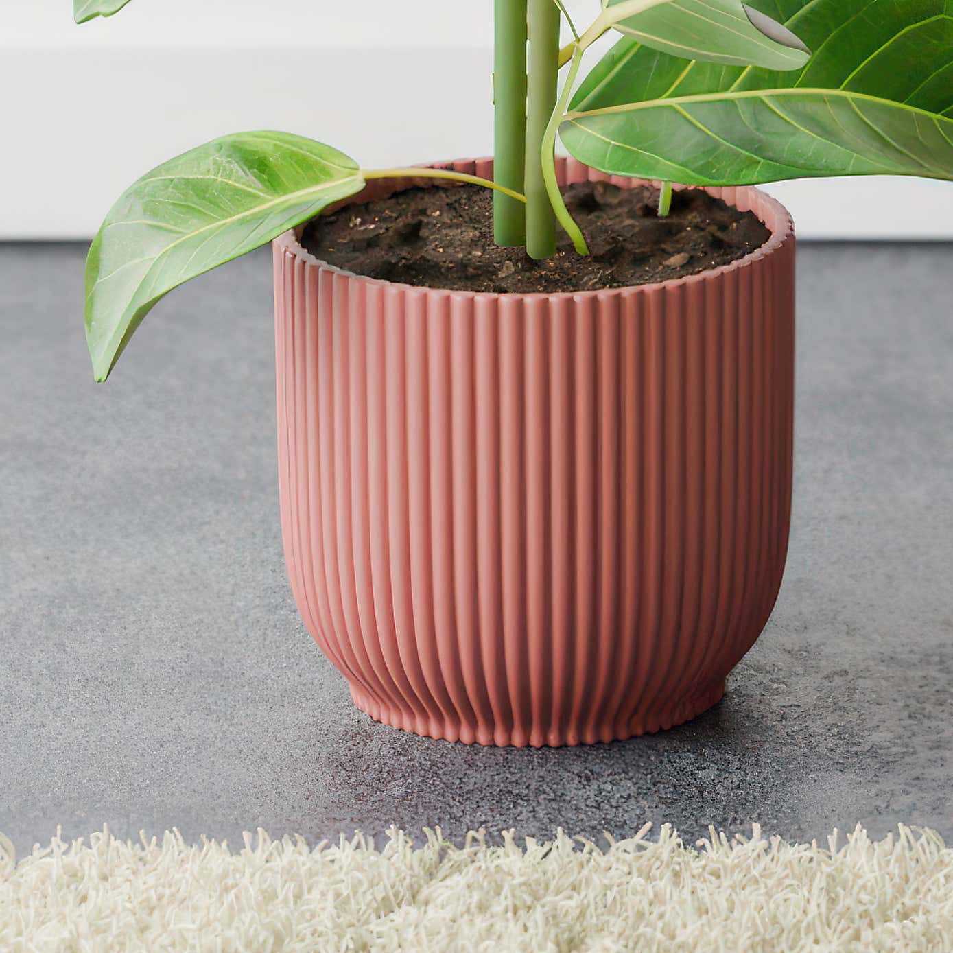 Bengal Fig House Plant in Elho Vibes Pot