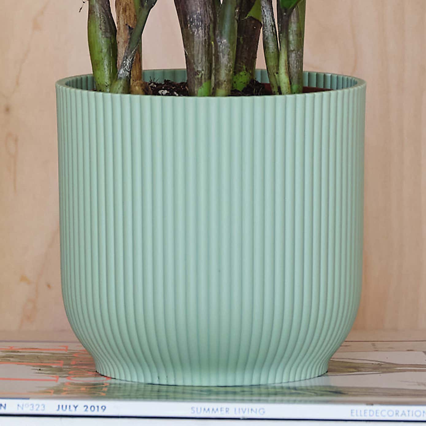 ZZ House Plant in Elho Pot