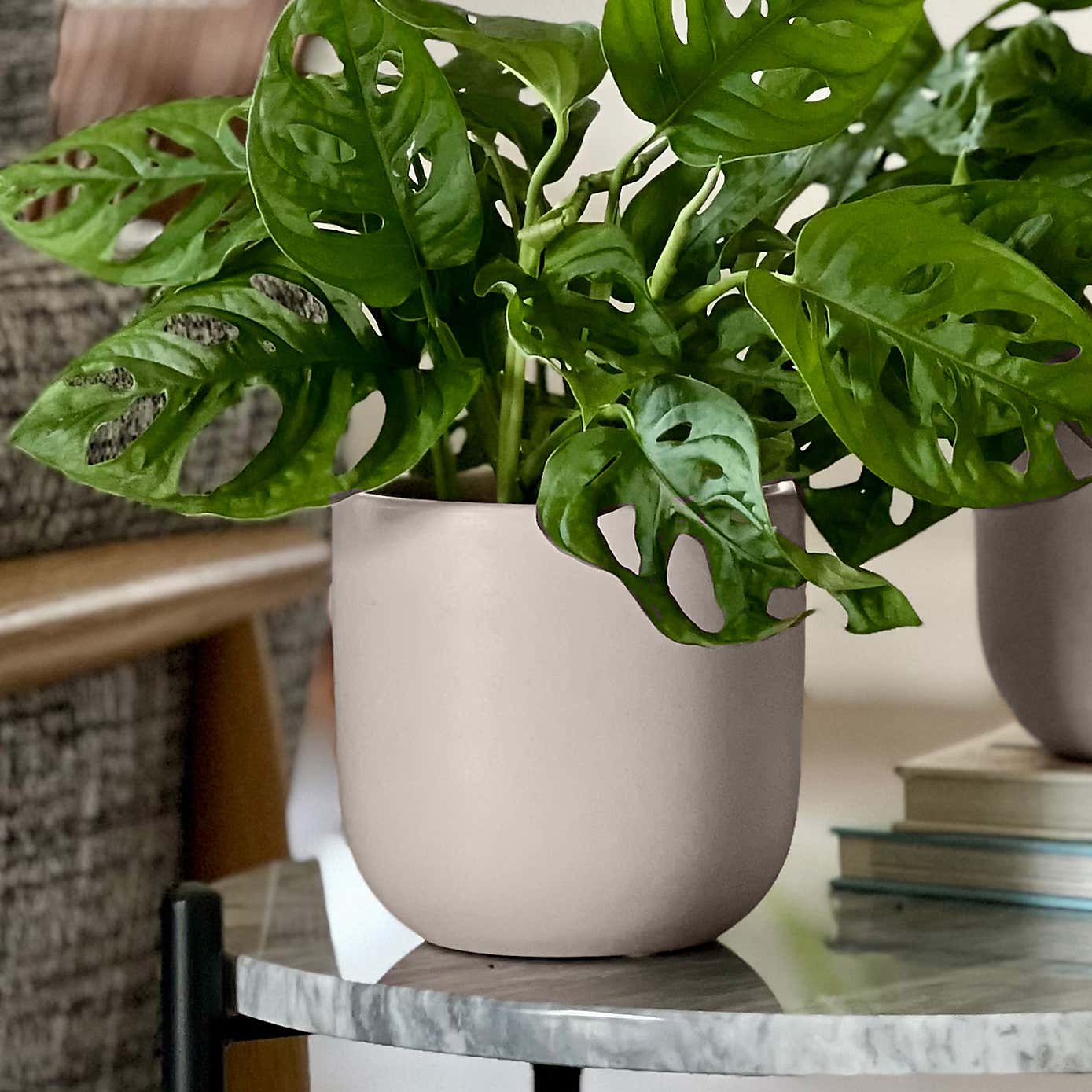 Swiss Cheese Obliqua Potted House Plant Bundle