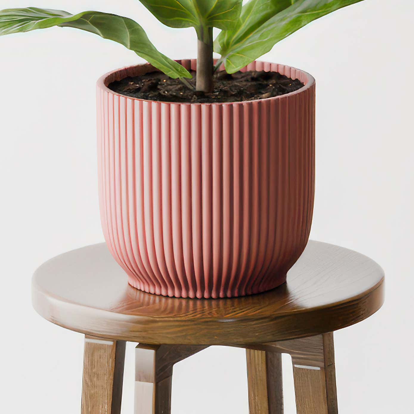 Beards & Daisies Fiddle Leaf Fig House Plant in Elho Pot